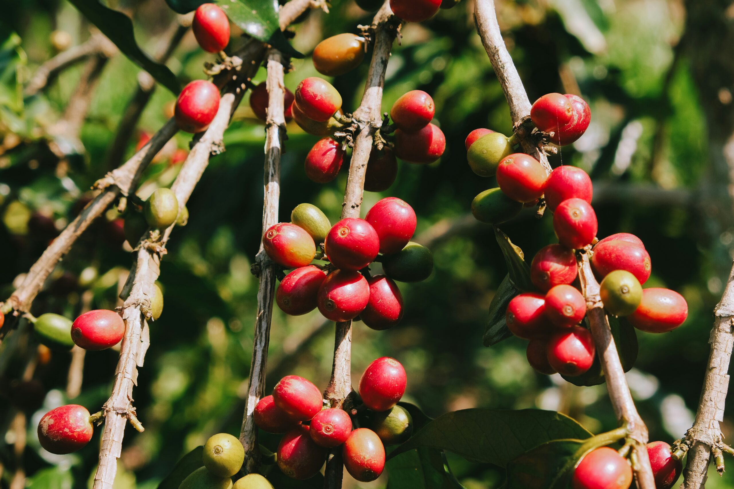 Ripe red coffee cherries on the branch